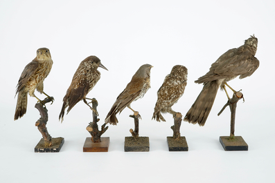 Een lot van 13 vogels, taxidermie, 19/20e eeuw