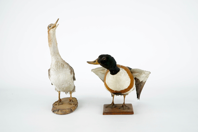 Een lot van 5 vogels, taxidermie, 19/20e eeuw