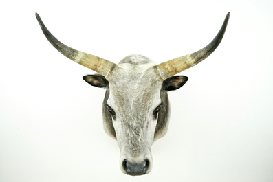 A large bust of a Hungarian grey bull, modern taxidermy