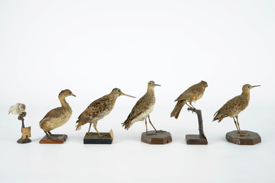 Een lot van 10 vogels, taxidermie, 19/20e eeuw