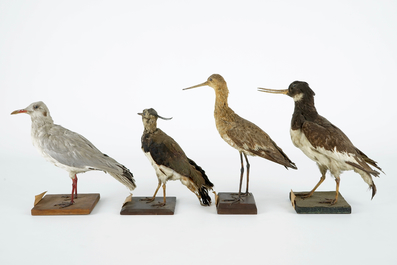 Een lot van 13 vogels, taxidermie, 19/20e eeuw