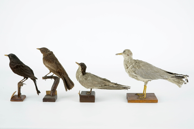 Een lot van 10 vogels, taxidermie, 19/20e eeuw