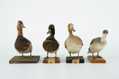 Een lot van 15 vogels, taxidermie, 19/20e eeuw