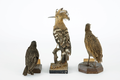 Un lot de 5 oiseaux, taxidermie, 19/20&egrave;me