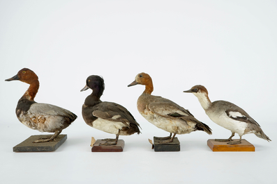 A collection of 15 birds, taxidermy, 19/20th C.