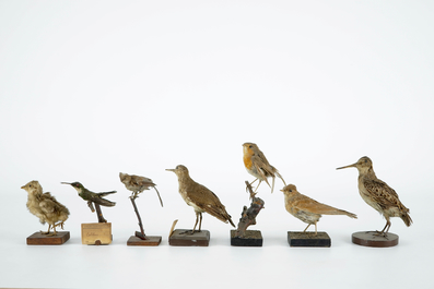 Een lot van 20 vogels en een nestje, taxidermie, 19/20e eeuw