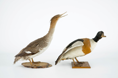 Een lot van 5 vogels, taxidermie, 19/20e eeuw