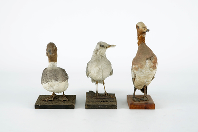 Een lot van 15 vogels, taxidermie, 19/20e eeuw