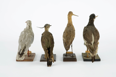 Een lot van 13 vogels, taxidermie, 19/20e eeuw