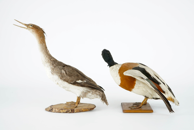 A collection of 5 birds, taxidermy, 19/20th C.