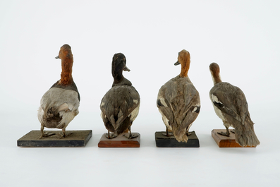 A collection of 15 birds, taxidermy, 19/20th C.