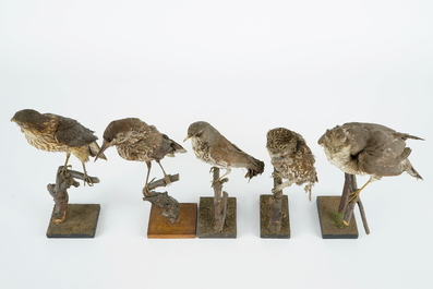 Een lot van 13 vogels, taxidermie, 19/20e eeuw