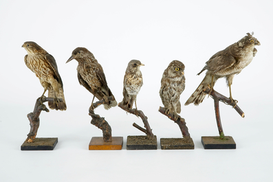 Een lot van 13 vogels, taxidermie, 19/20e eeuw