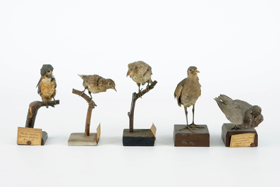 Een lot van 20 vogels en een nestje, taxidermie, 19/20e eeuw