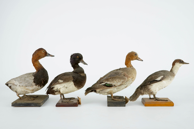 Een lot van 15 vogels, taxidermie, 19/20e eeuw