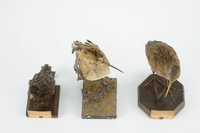 Un lot de 5 oiseaux, taxidermie, 19/20&egrave;me