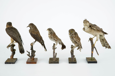 A collection of 13 birds, taxidermy, 19/20th C.