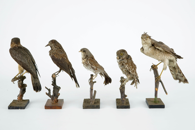 Een lot van 13 vogels, taxidermie, 19/20e eeuw