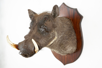 An African warthog's head and hunting trophy, modern taxidermy