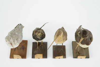 Een lot van 13 vogels, taxidermie, 19/20e eeuw