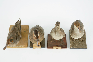 Een lot van 15 vogels, taxidermie, 19/20e eeuw