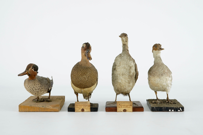 Een lot van 15 vogels, taxidermie, 19/20e eeuw