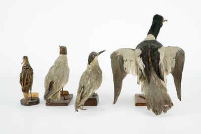 Een lot van 14 vogels, taxidermie, 19/20e eeuw