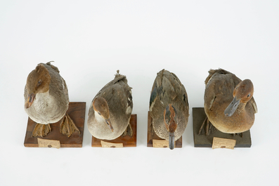 A collection of 15 birds, taxidermy, 19/20th C.