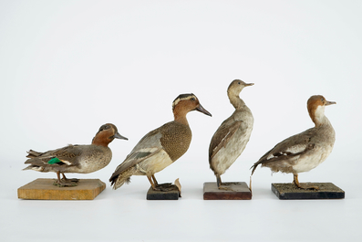 Een lot van 15 vogels, taxidermie, 19/20e eeuw