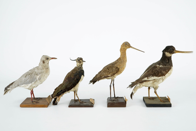 Een lot van 13 vogels, taxidermie, 19/20e eeuw