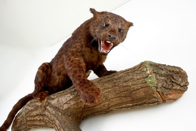 A brown-speckled jaguar on a tree trunk, taxidermy, 1980's