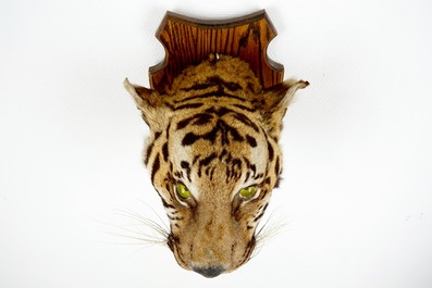 T&ecirc;te de tigre mont&eacute;e sur bois, taxidermie, 1&egrave;re moiti&eacute; du 20&egrave;me