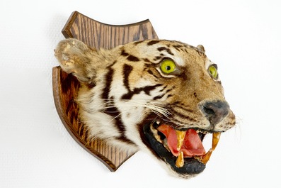 T&ecirc;te de tigre mont&eacute;e sur bois, taxidermie, 1&egrave;re moiti&eacute; du 20&egrave;me