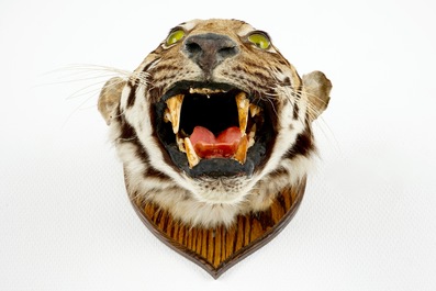 A tiger's head mounted on wood, taxidermy, 1st half 20th C.