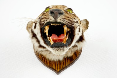 T&ecirc;te de tigre mont&eacute;e sur bois, taxidermie, 1&egrave;re moiti&eacute; du 20&egrave;me