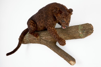 Un jaguar brun sur un tronc d'arbre, taxidermie, ann&eacute;es '80
