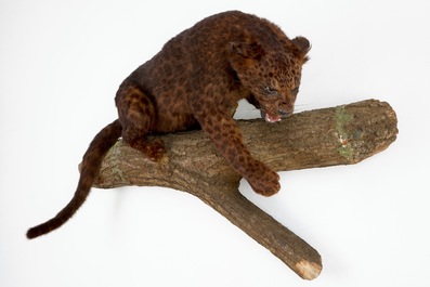 A brown-speckled jaguar on a tree trunk, taxidermy, 1980's