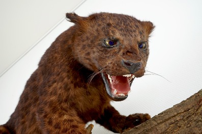A brown-speckled jaguar on a tree trunk, taxidermy, 1980's