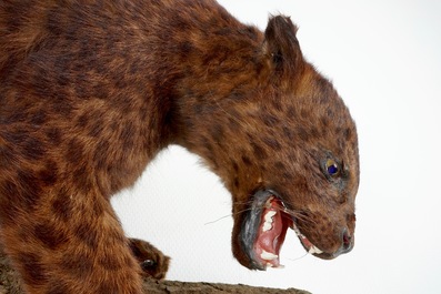 A brown-speckled jaguar on a tree trunk, taxidermy, 1980's