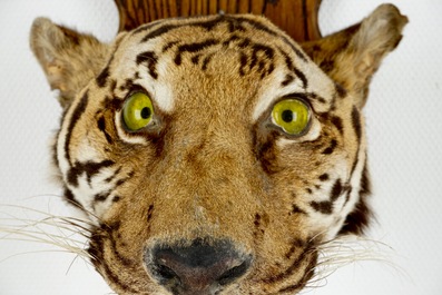 T&ecirc;te de tigre mont&eacute;e sur bois, taxidermie, 1&egrave;re moiti&eacute; du 20&egrave;me