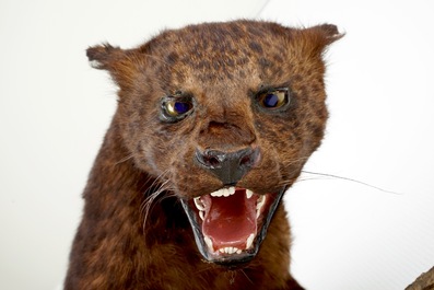 Un jaguar brun sur un tronc d'arbre, taxidermie, ann&eacute;es '80