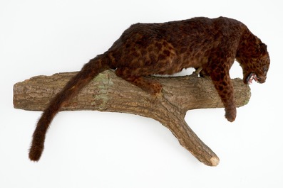 A brown-speckled jaguar on a tree trunk, taxidermy, 1980's