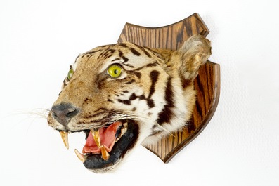 Een kop van een tijger op hout gemonteerd, taxidermie, 1e helft 20e eeuw