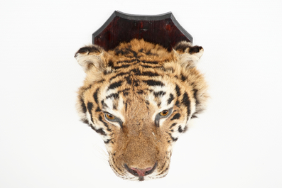 Een kop van een Siberische tijger, taxidermie, 2e helft 20e eeuw