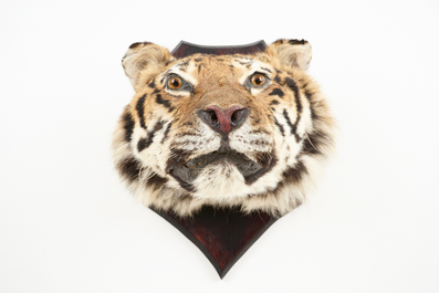 A mounted head of a Siberian tiger, taxidermy, 2nd half 20th C.
