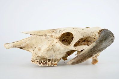 A complete bull's skull, with horns