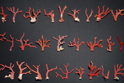 A collection of red coral branches, originating from Italy