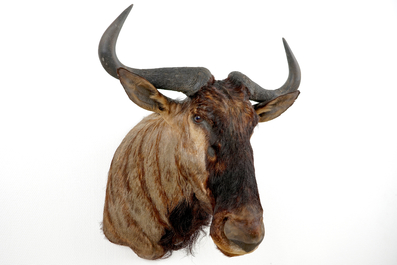 A bust of a wildebeest, modern taxidermy