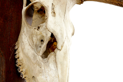 Een schedel met groot gewei van een edelhert, op hout gemonteerd