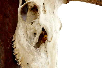 A skull of a red deer with large antlers, mounted on wood